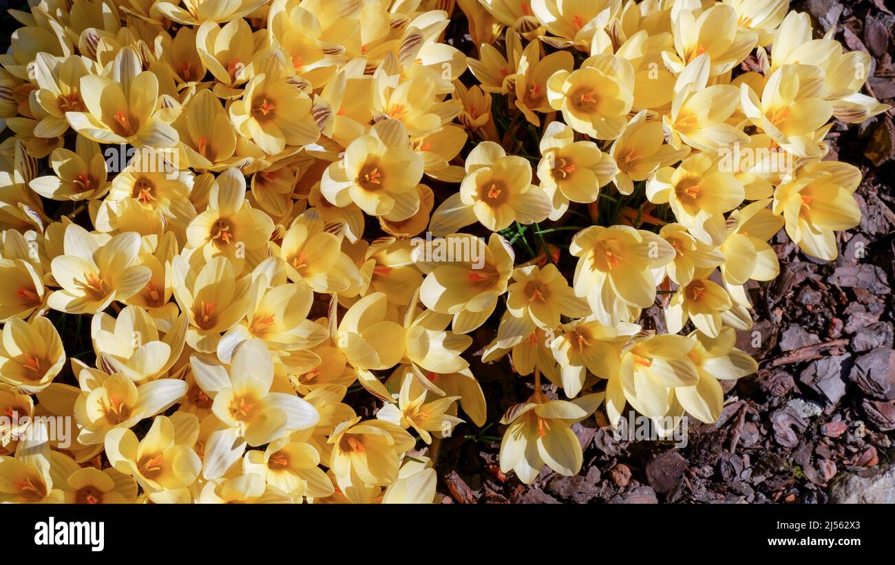 In spring, yellow crocuses bloom in the garden. In early spring, the first flowers bloomed in the garden. Glade of blooming yellow crocuses. Stock Photo
