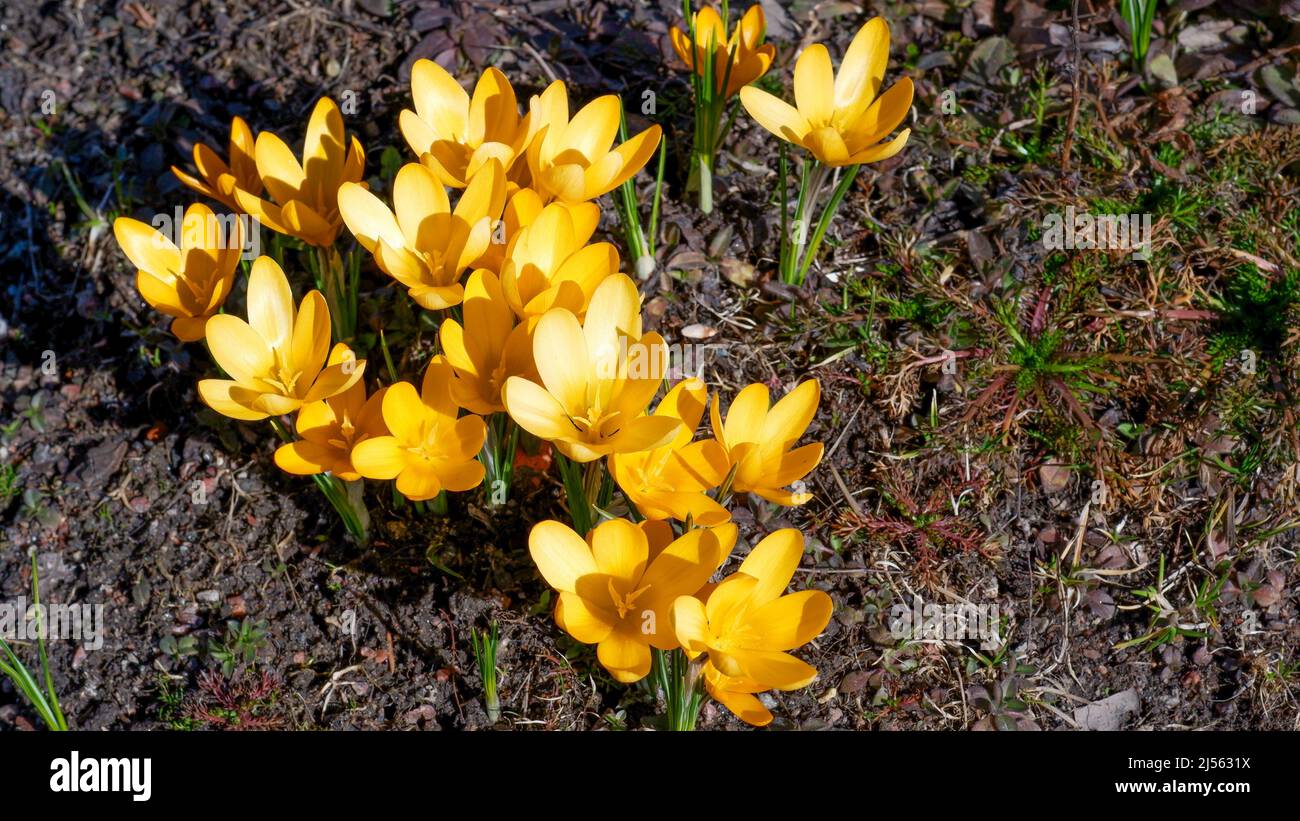 In spring, yellow crocuses bloom in the garden. In early spring, the first flowers bloomed in the garden. Glade of blooming yellow crocuses. View from Stock Photo
