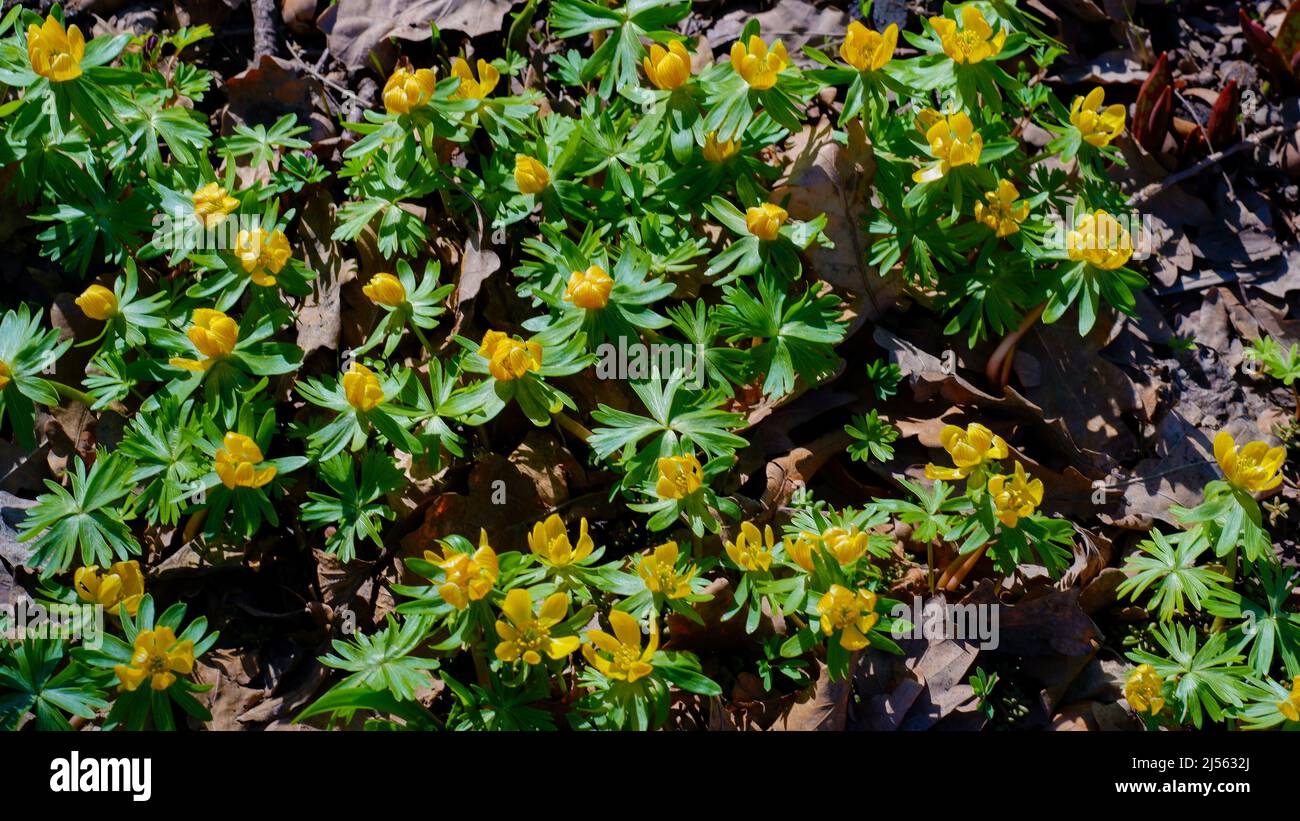 The first yellow spring flowers in the sun. Small yellow flowers break through last year's foliage in the forest. Early spring in the park. Stock Photo