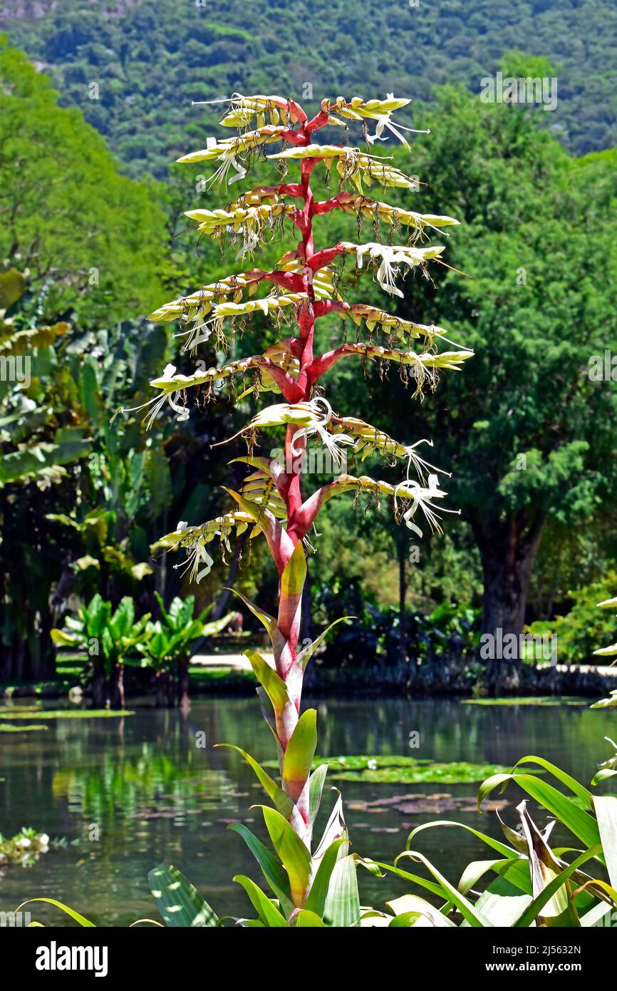 Bromeliad inflorescence (Alcantarea imperialis) on garden Stock Photo