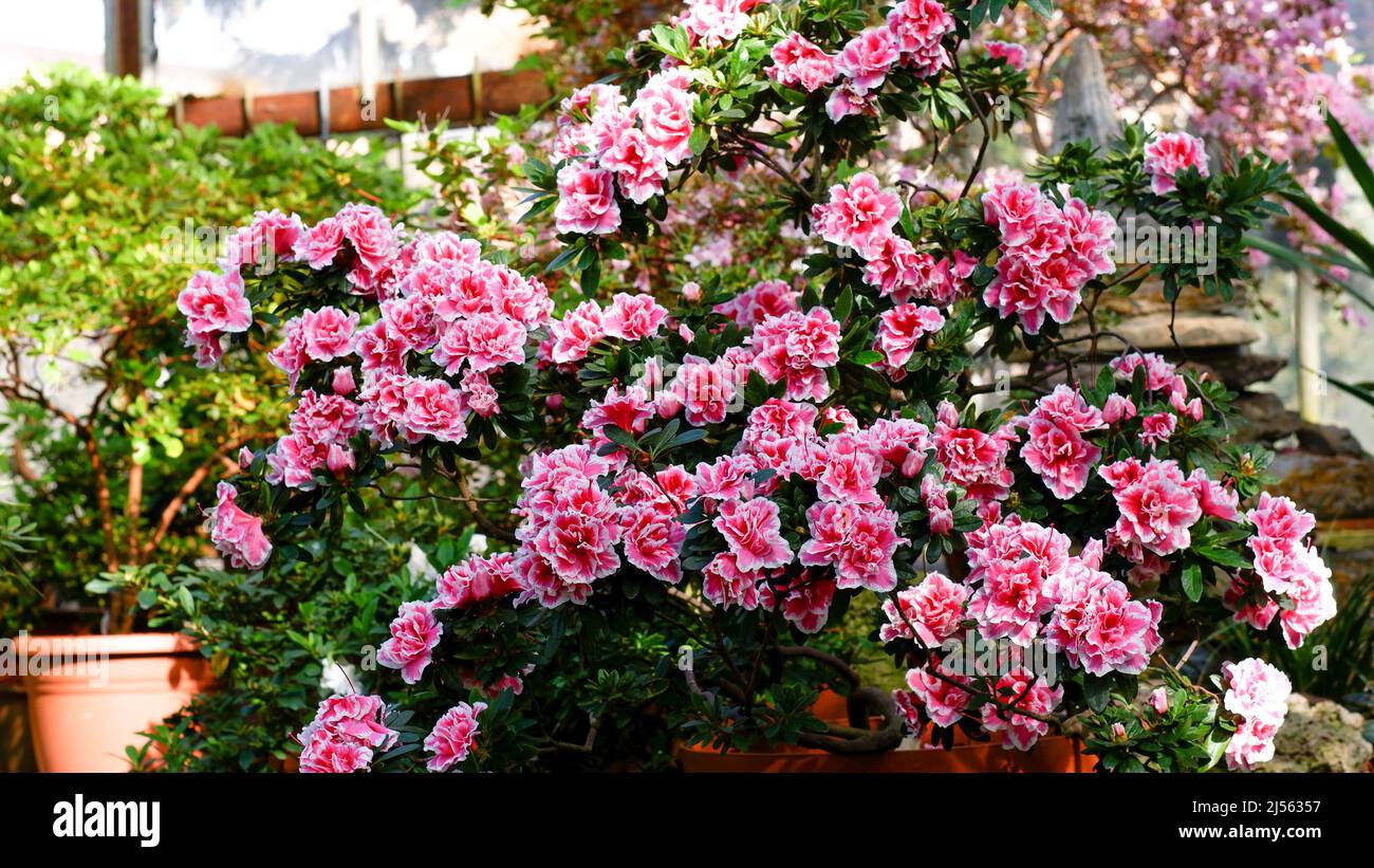 Pink rhododendron flowers in the garden. A huge bush of blooming rhododendron with a pink flower. Is a rare variety. Beautiful blooming texture backgr Stock Photo