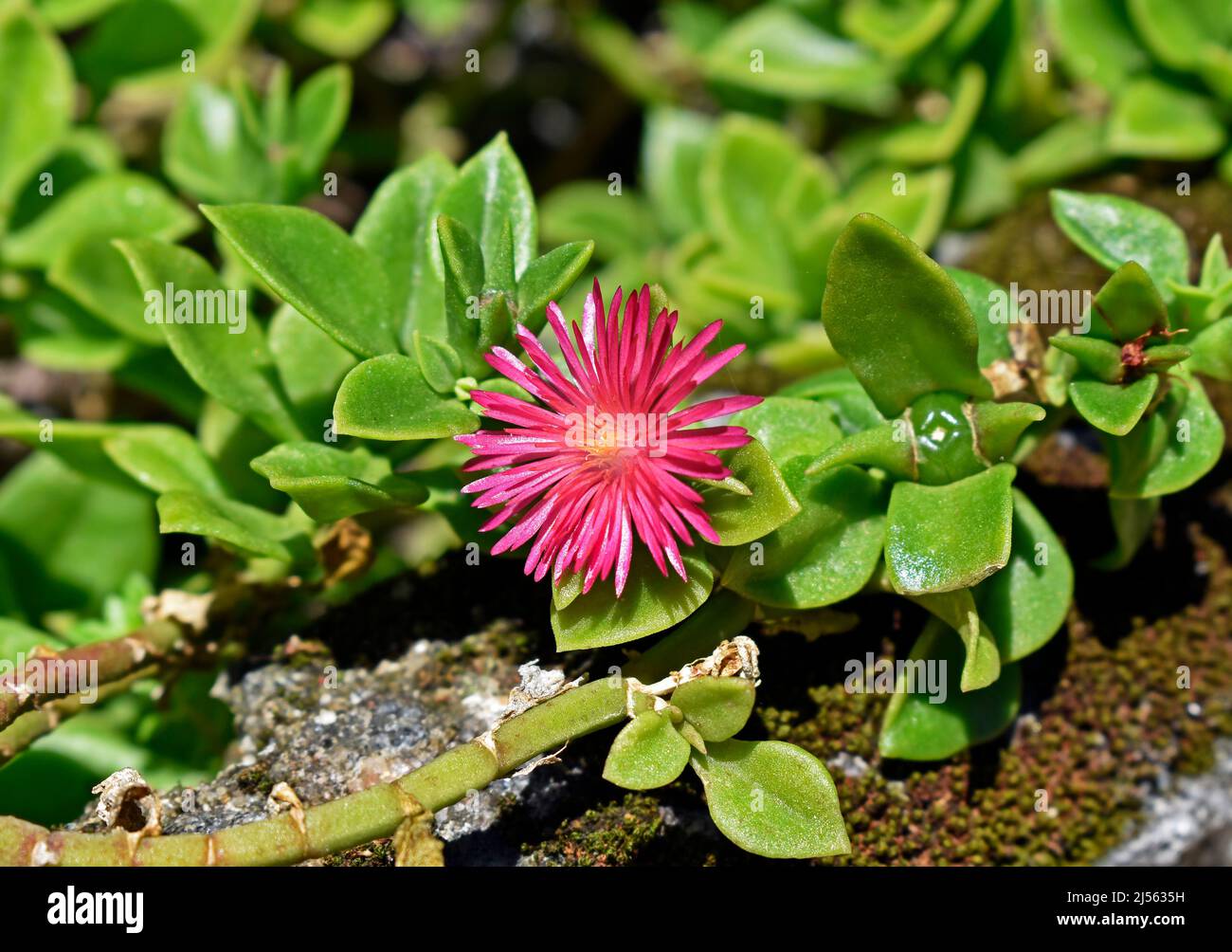 Baby sun rose flower (Aptenia cordifolia or Mesembryanthemum cordifolium) on garden Stock Photo