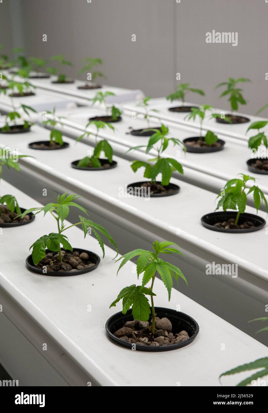 Cannabis hydroponic cultivation, is a special technique to grow plants out of the ground. Stock Photo