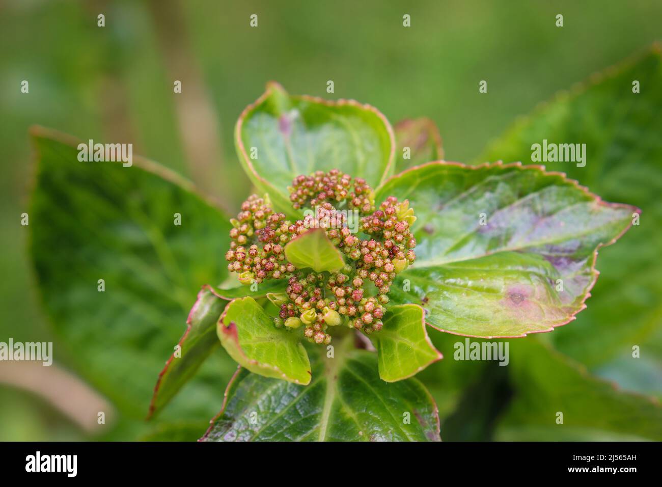 Flowering buds on a Hydrangea Stock Photo Alamy