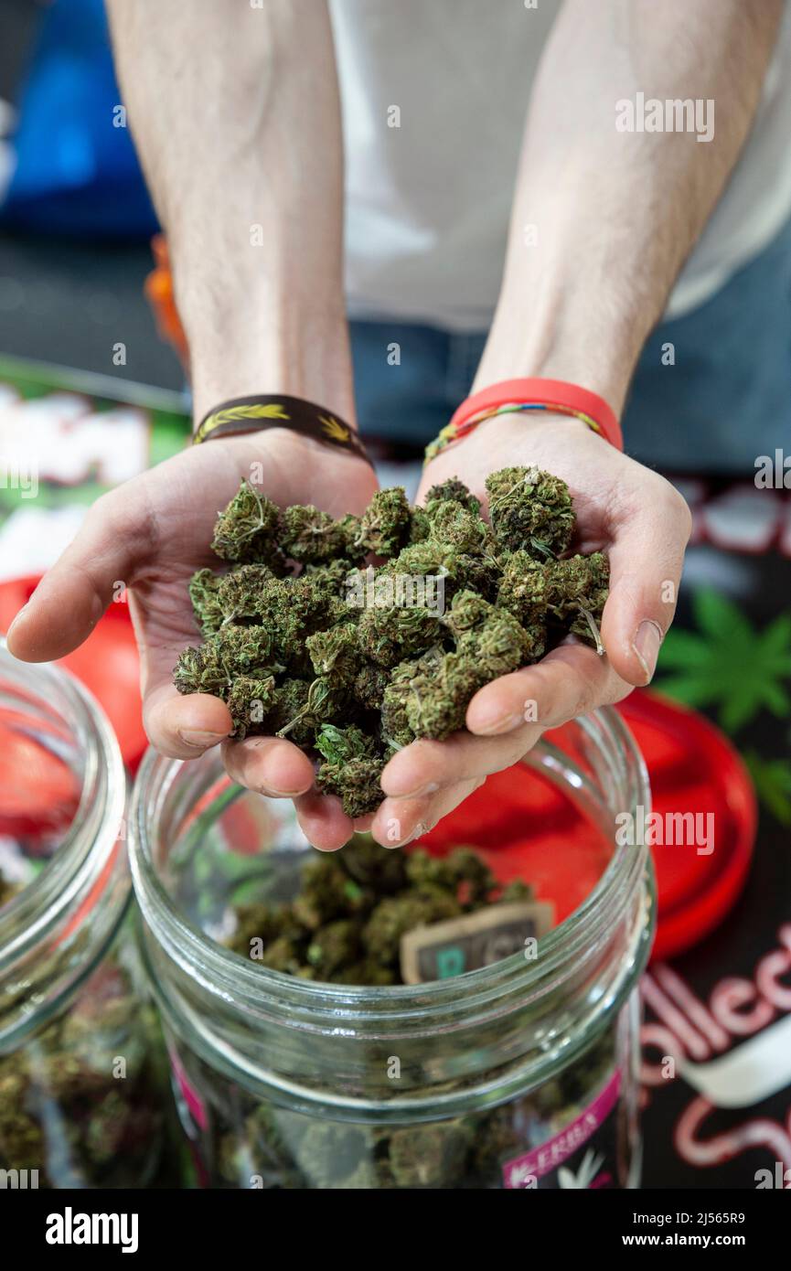 Handful of dried cannabis flowering tops (close up). Stock Photo