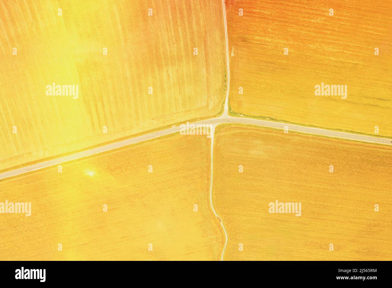 yellow Clusters Of Agricultural Fields Sown With Different Crops. Aerial View country road through fields. Golden Wheat Agricultural Summer Season Stock Photo