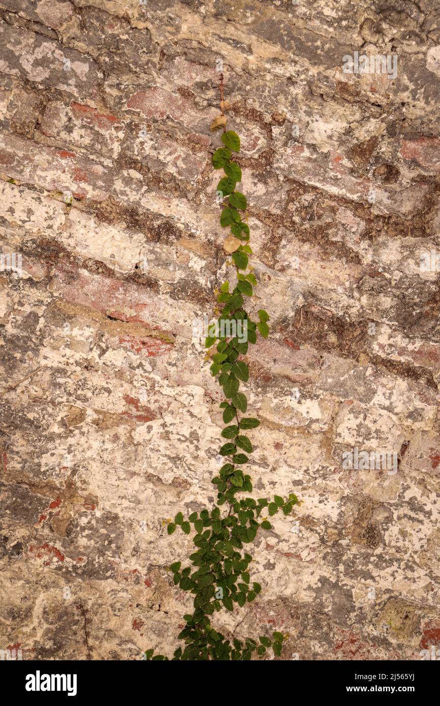 Climbing plant on a brick wall Stock Photo Alamy