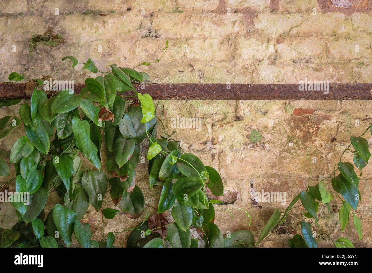 Climbing plant on a brick wall Stock Photo Alamy