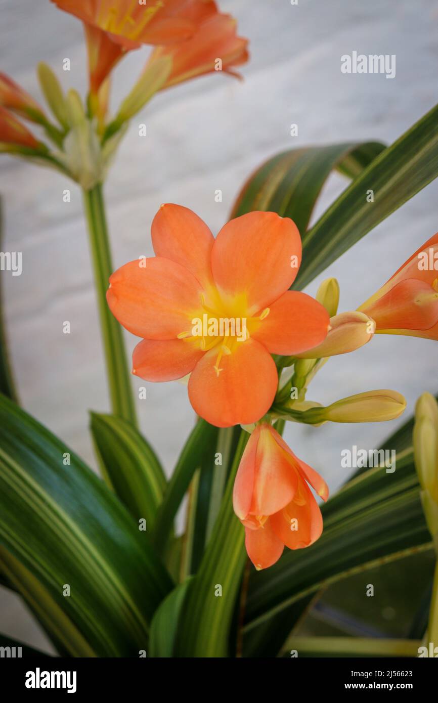Bush Lilly orange flower Stock Photo