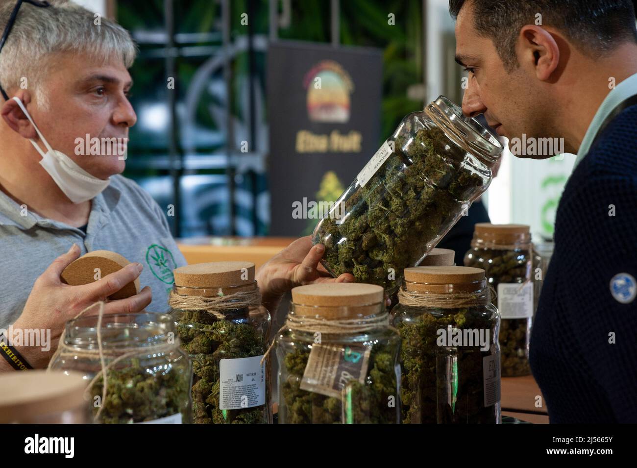 Sniffing dried cannabis flowering tops from a jar, to test its quality, at the trade show Indicasativa 2022 devoted to the hemp world.. Stock Photo