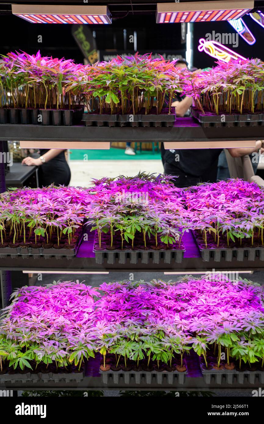 Cannabis potted plants on display at the trade show “Indicasativa 2022