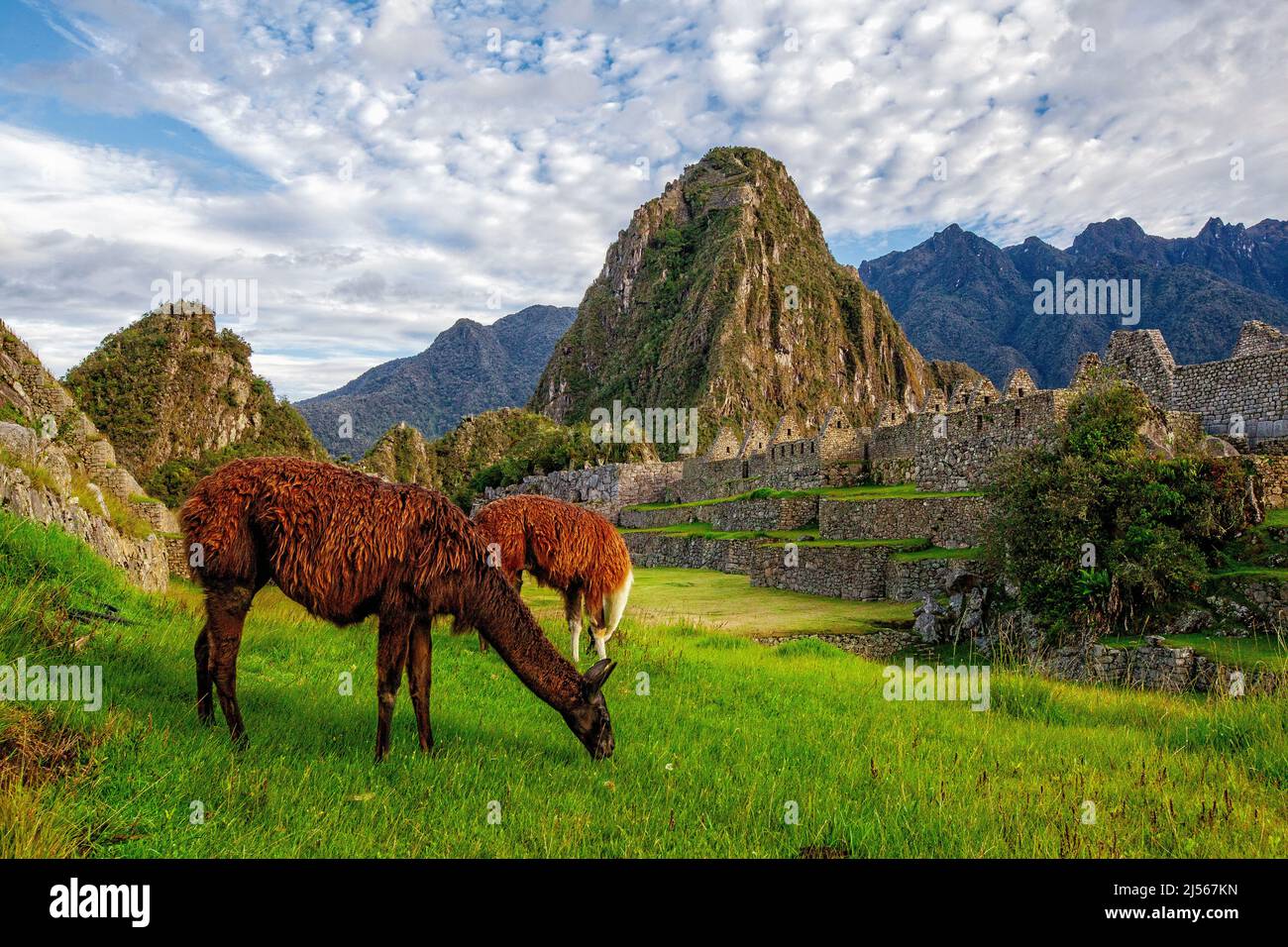 Machu Picchu, Llamas eat grass in the Inca citadel. Machu Picchu is a historical sanctuary of Peru. Stock Photo
