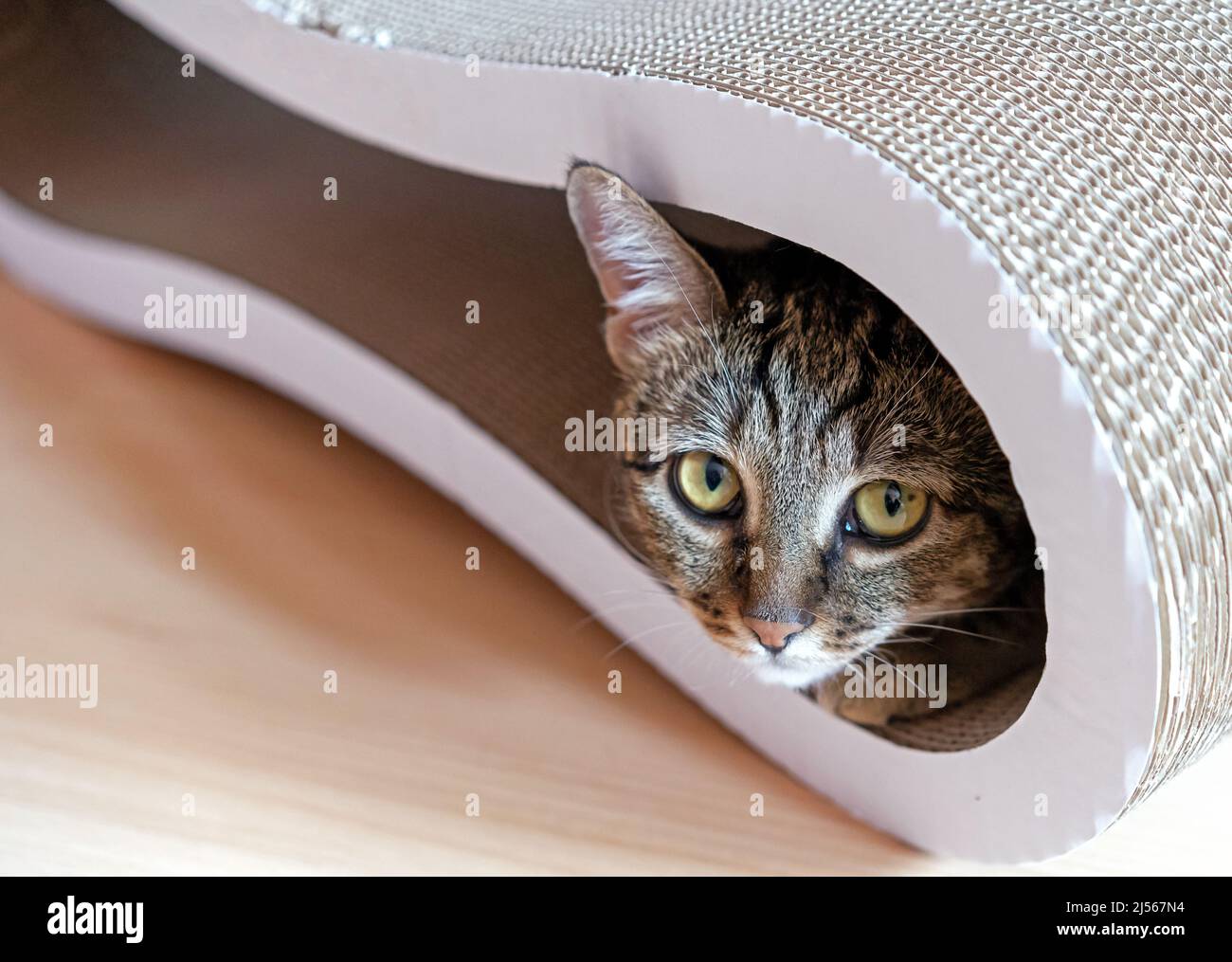 Tabby cat to look out of a cardboard scratching post. Stock Photo