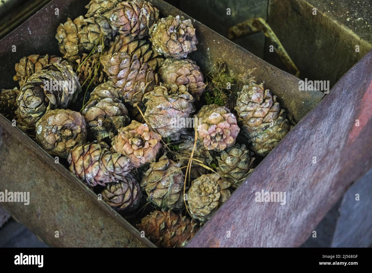 A man turns a homemade device for extracting cedar nuts from Siberian ...