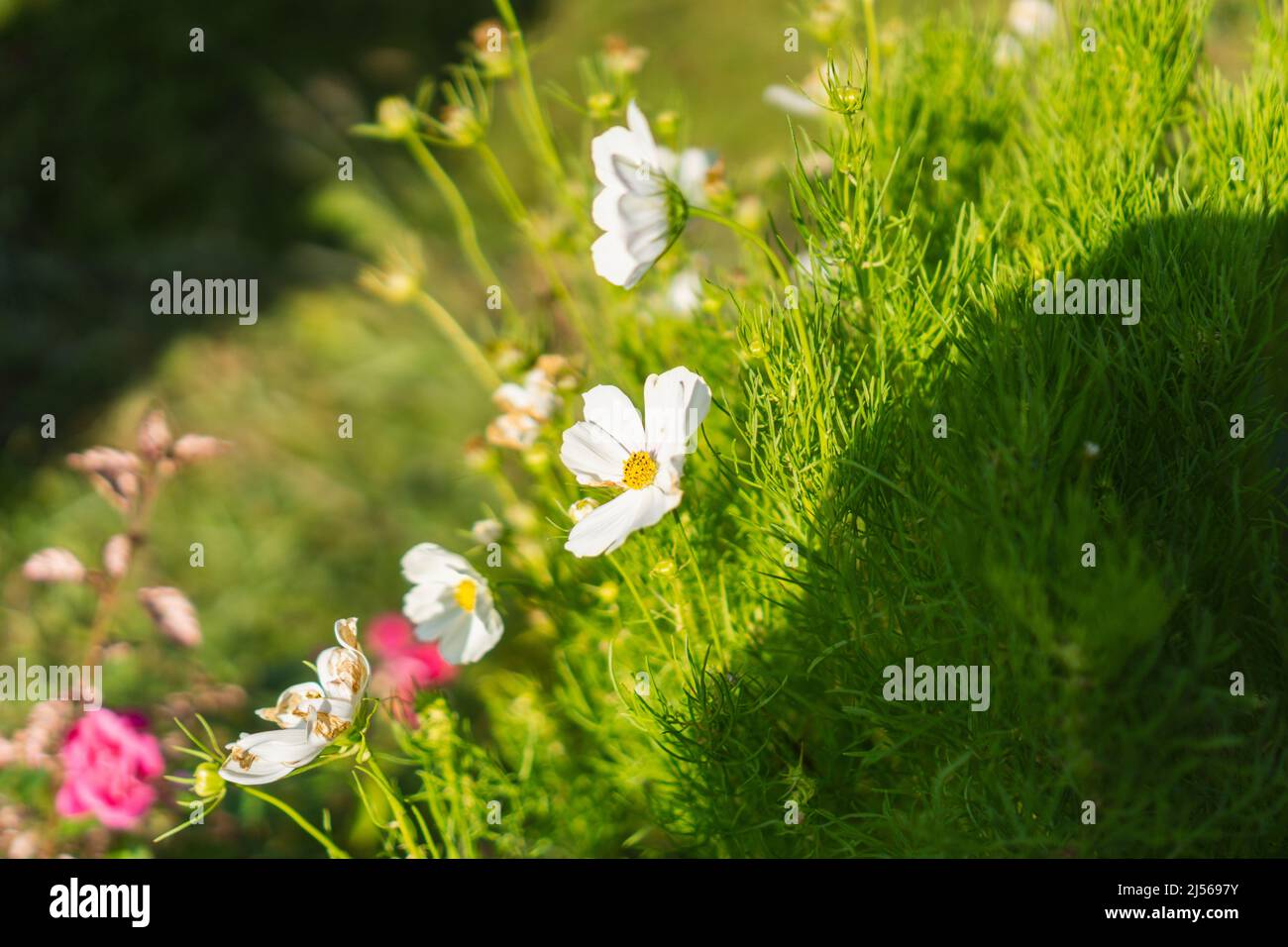 Cosmos Flower and Fresh Green Grass Shines With Morning Light. Stock Photo