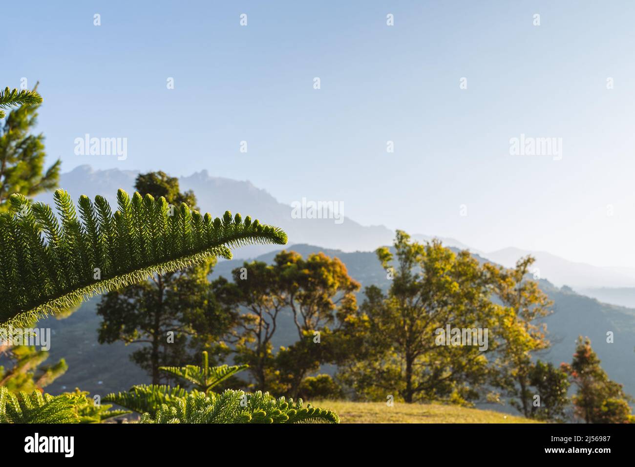 Fresh Morning Green Nature Against Clear Sky. Stock Photo