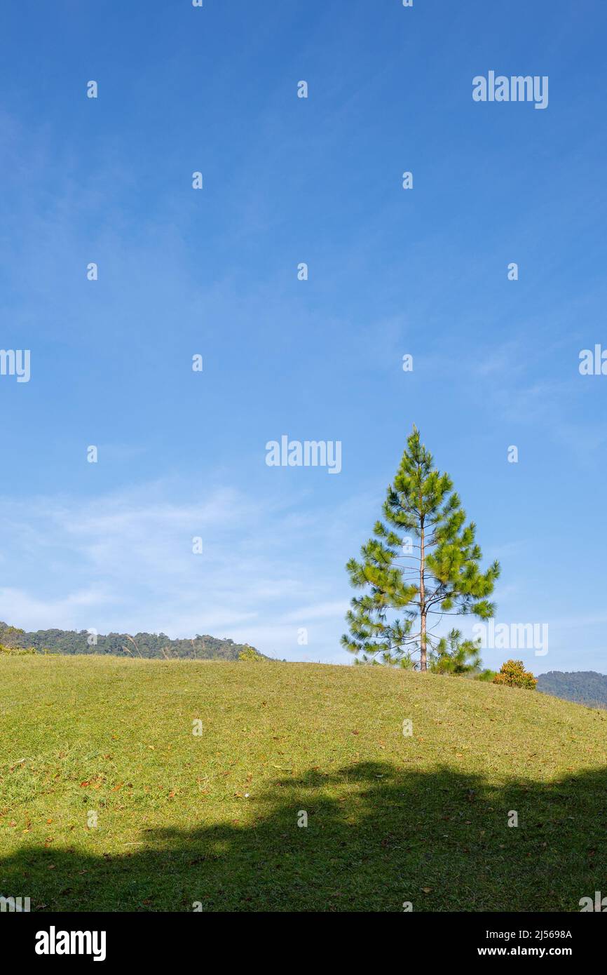 Green Grass and Lone Pine Tree Against Morning Blue Sky. Stock Photo