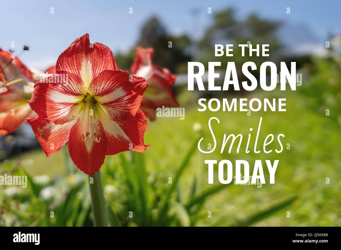Amaryllis Flower Against Fresh Green Nature Background. Inspirational Quote. Be The Reason Someone Smiles Today. Stock Photo