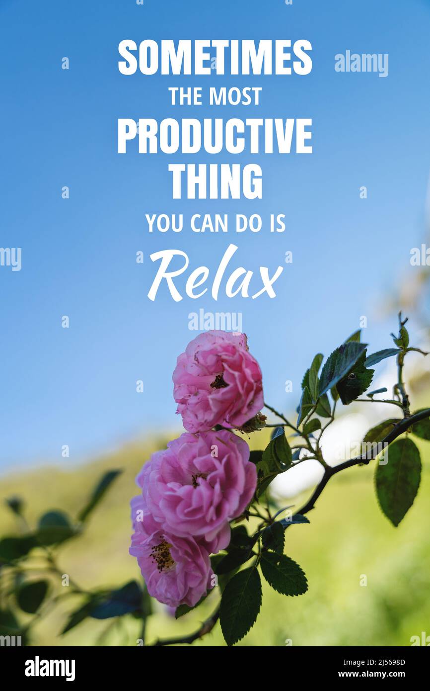Pink Rose Against Fresh Blue Sky and Green Nature. Inspirational Quote. Sometimes The Most Productive Thing You can Do is Relax. Stock Photo