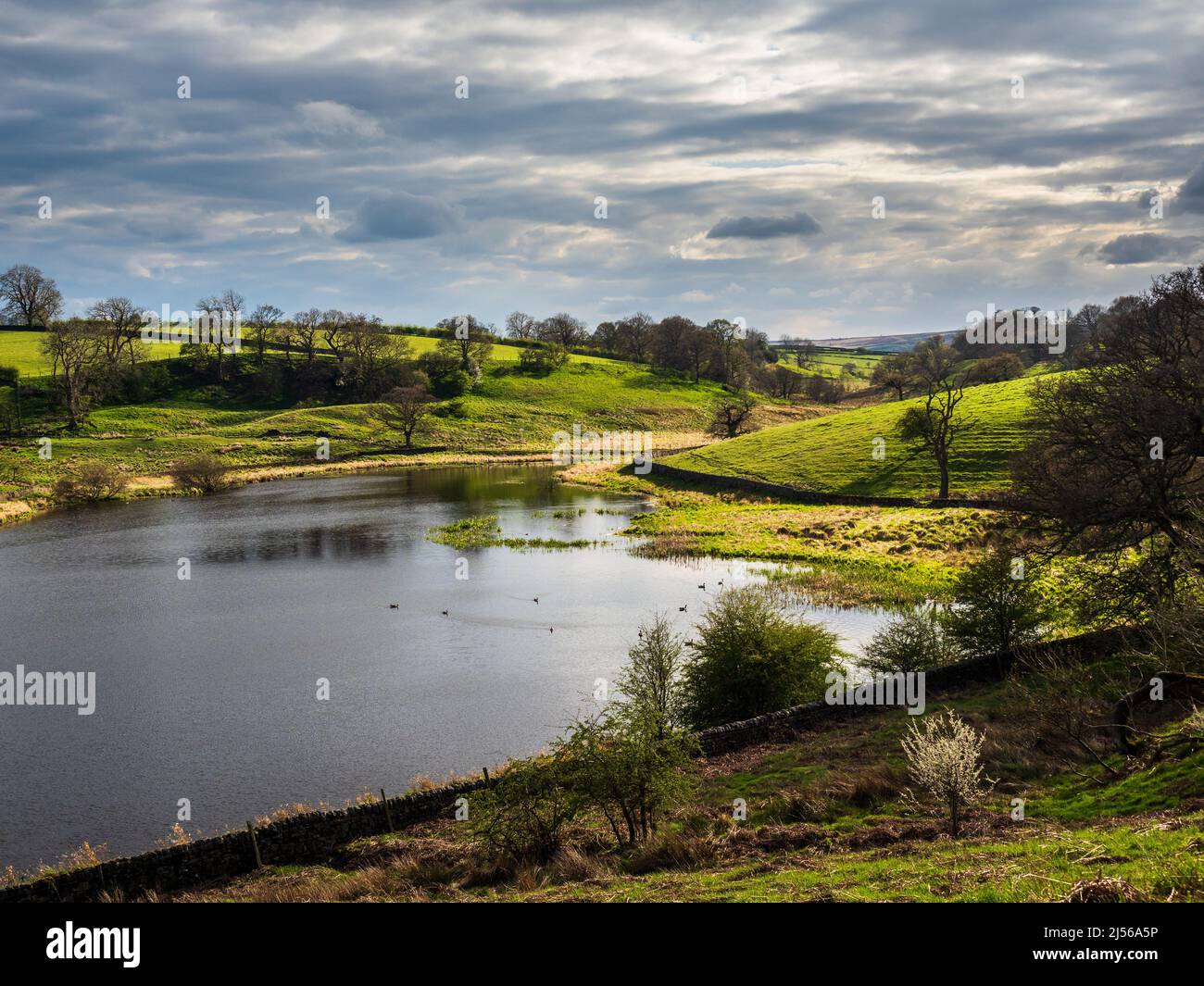 John O' Gaunt reservoir in Nidderdale in Yorkshire. A beautiful Spring afternoon and the views are lovely with dry stone walls and wild fowl. Stock Photo