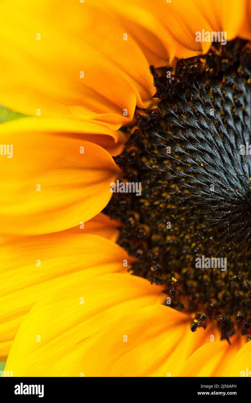 A close up of a summer sunflower. Stock Photo