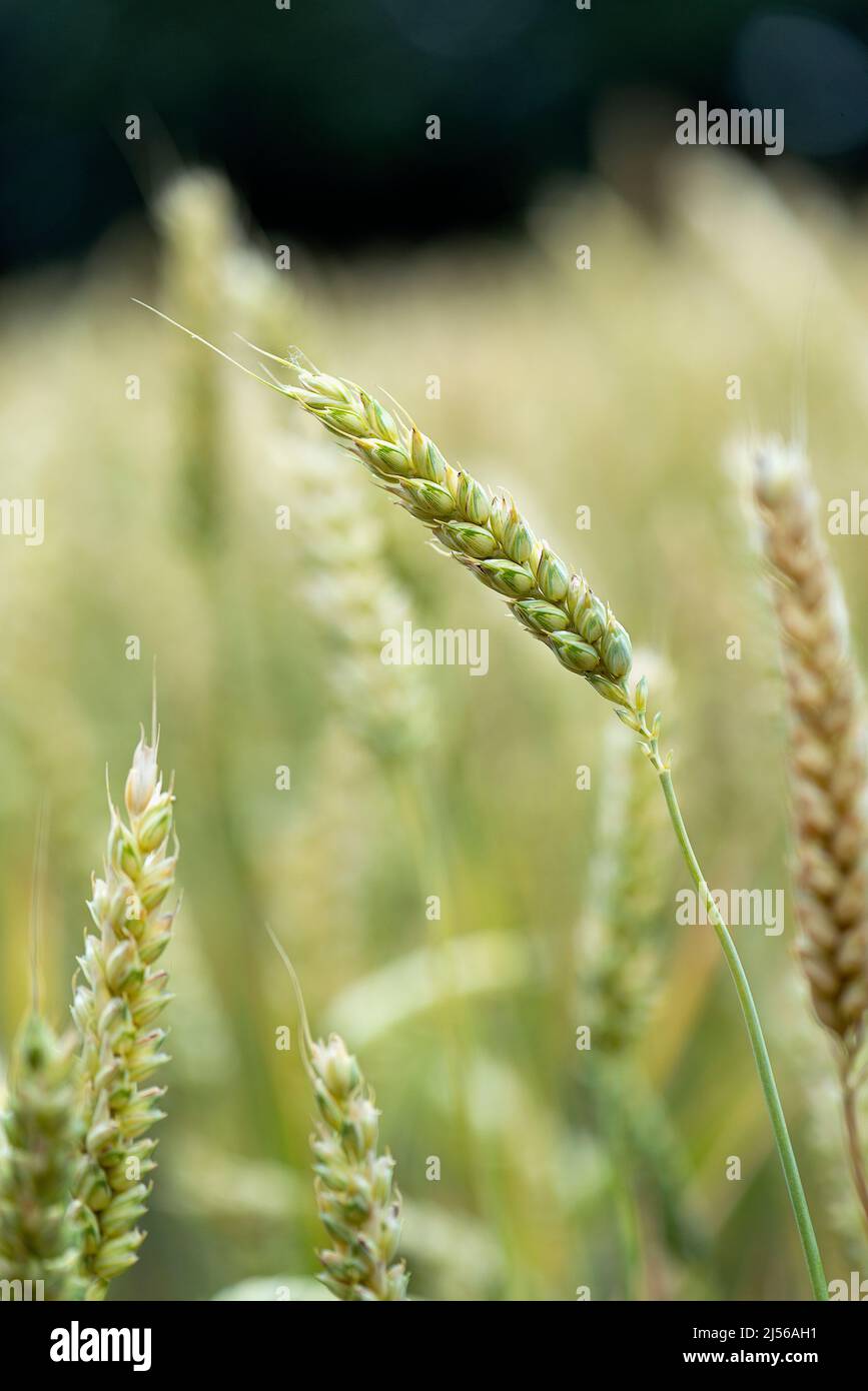 A field of wheat. Stock Photo