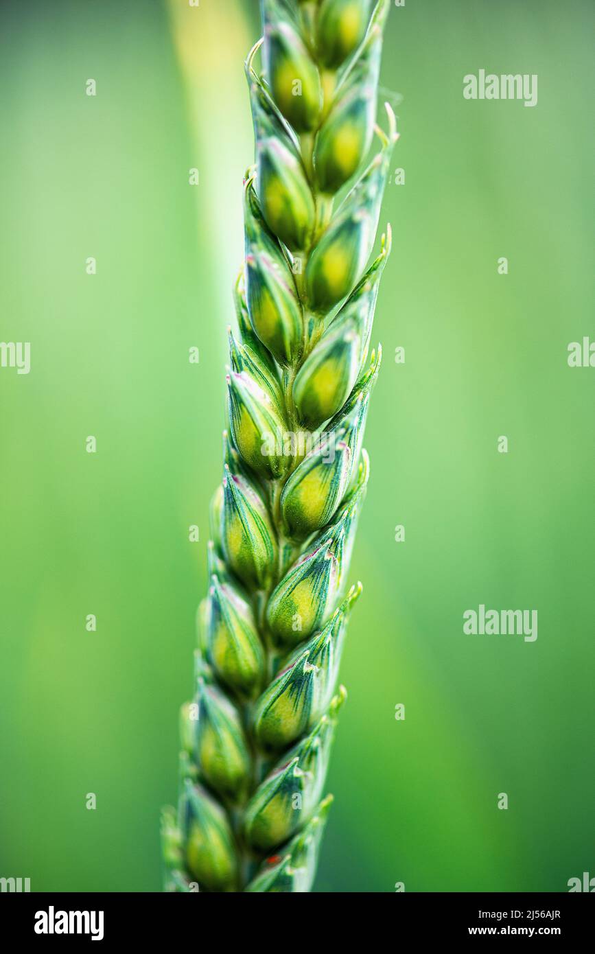 An extreme close-up of wheat. Stock Photo