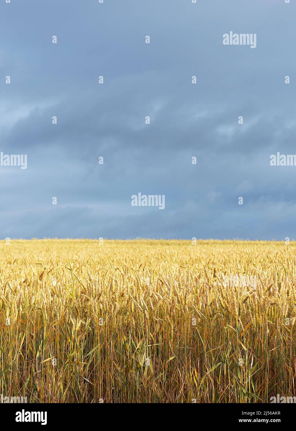 A field of golden wheat under stormy skies. Stock Photo
