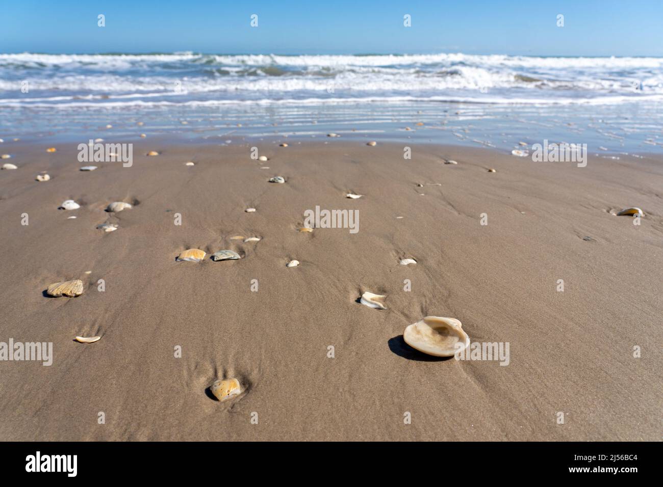 Seashells washed up on the beach by the surf on South Padre Island, Texas.  Most of the shells are single halves of bivalve shells. Stock Photo
