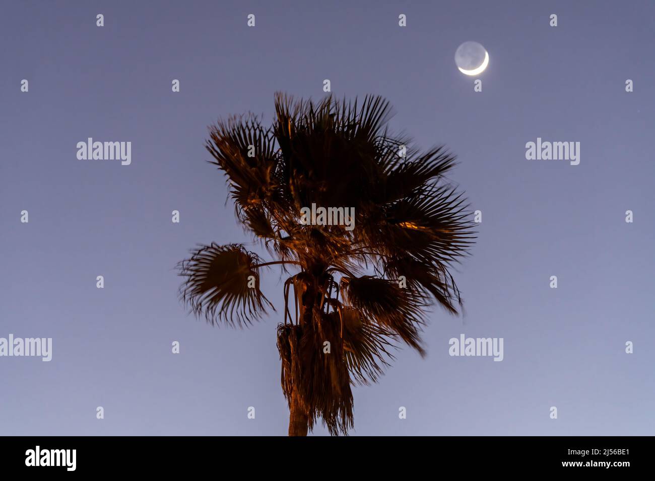 The crescent moon over a fan palm tree in evening twilight on South Padre Island, Texas. Stock Photo
