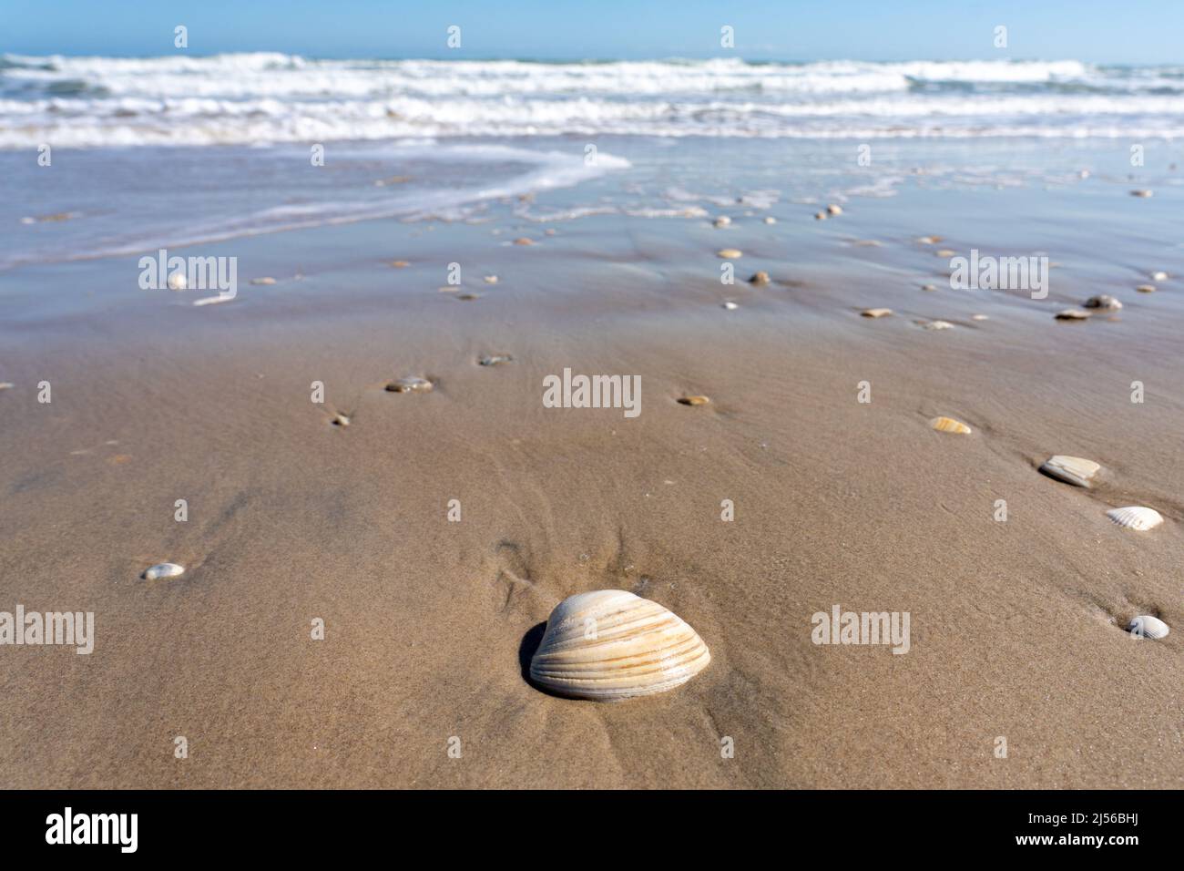 A large Southern Quahog seashell, Mercenaria mercenaria, washed up on the beach by the waves on South Padre Island, Texas. Stock Photo