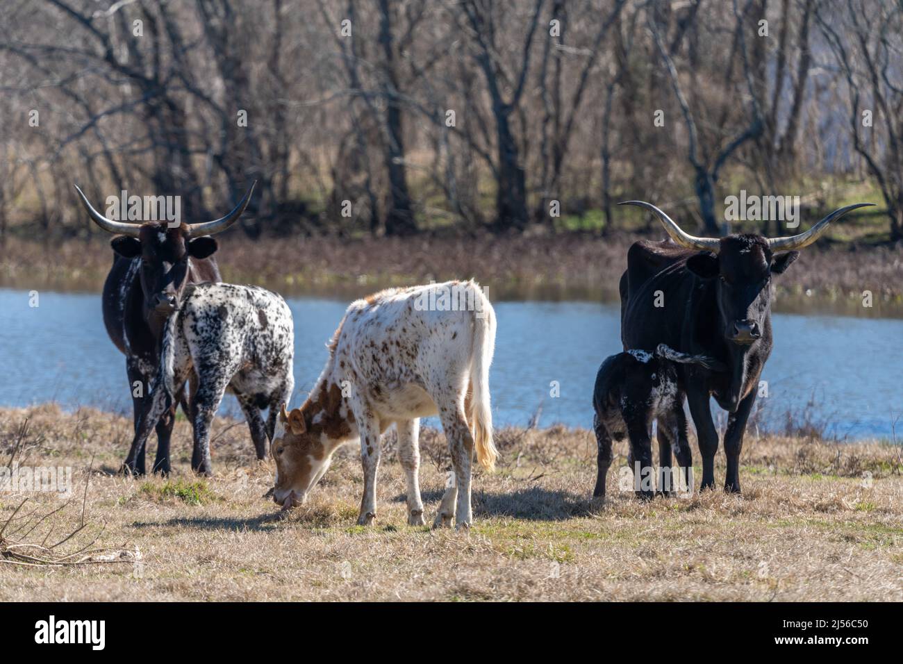 Two Texas longhorn cows nurse their calves while another calf grazes on