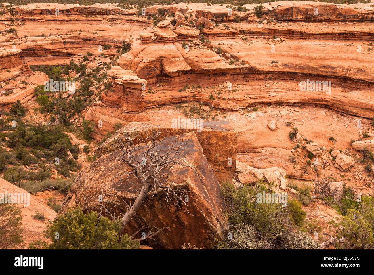 The Moon House Ruin viewed from across the canyon on Cedar Mesa, Bears Ears National Monument, Utah.  The Moon House Ruin complex is a group of ancien Stock Photo