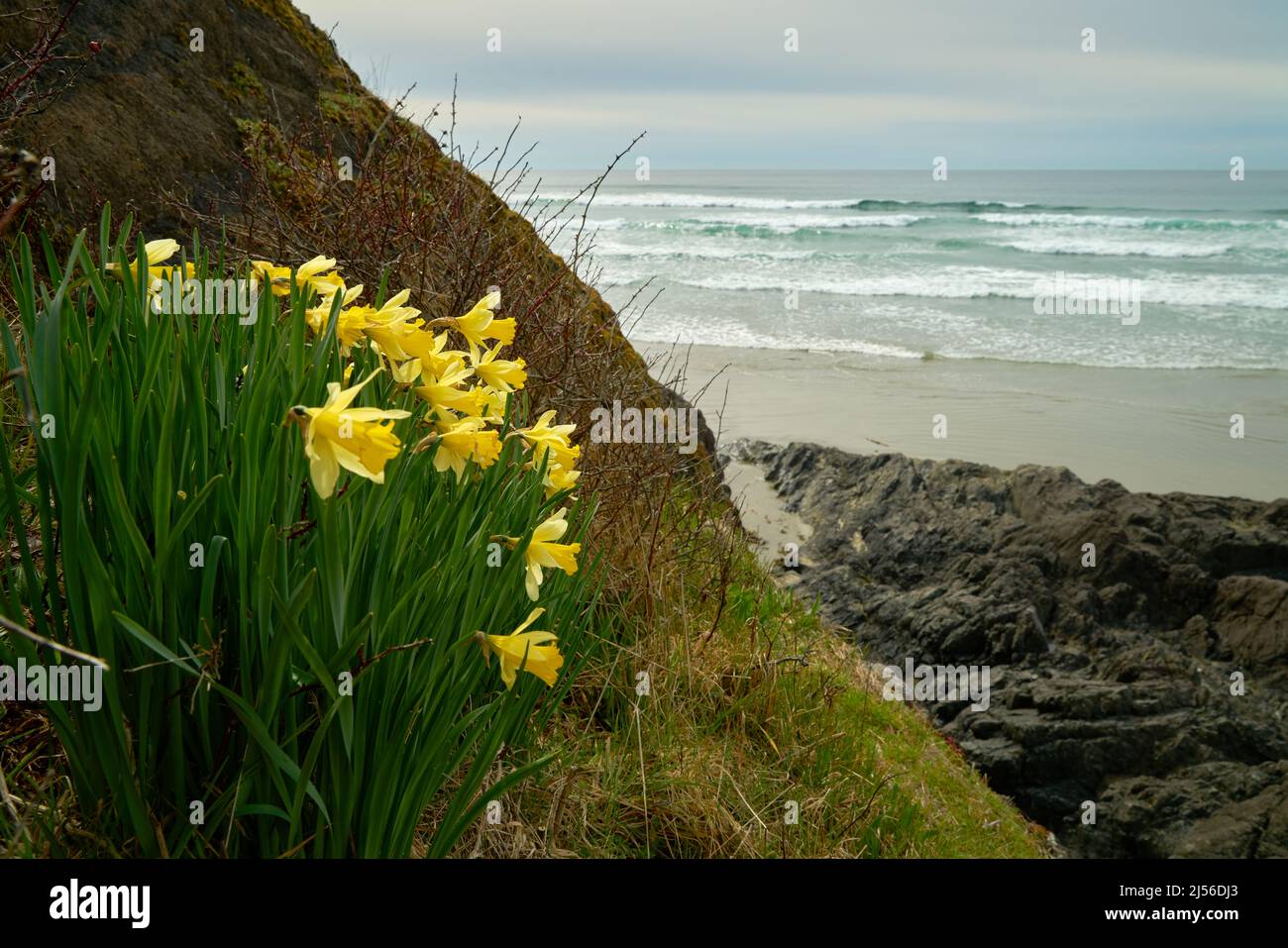 Northwest Coast Daffodils. Daffodils growing on a rock face on the edge of the Pacific Ocean shoreline. Stock Photo