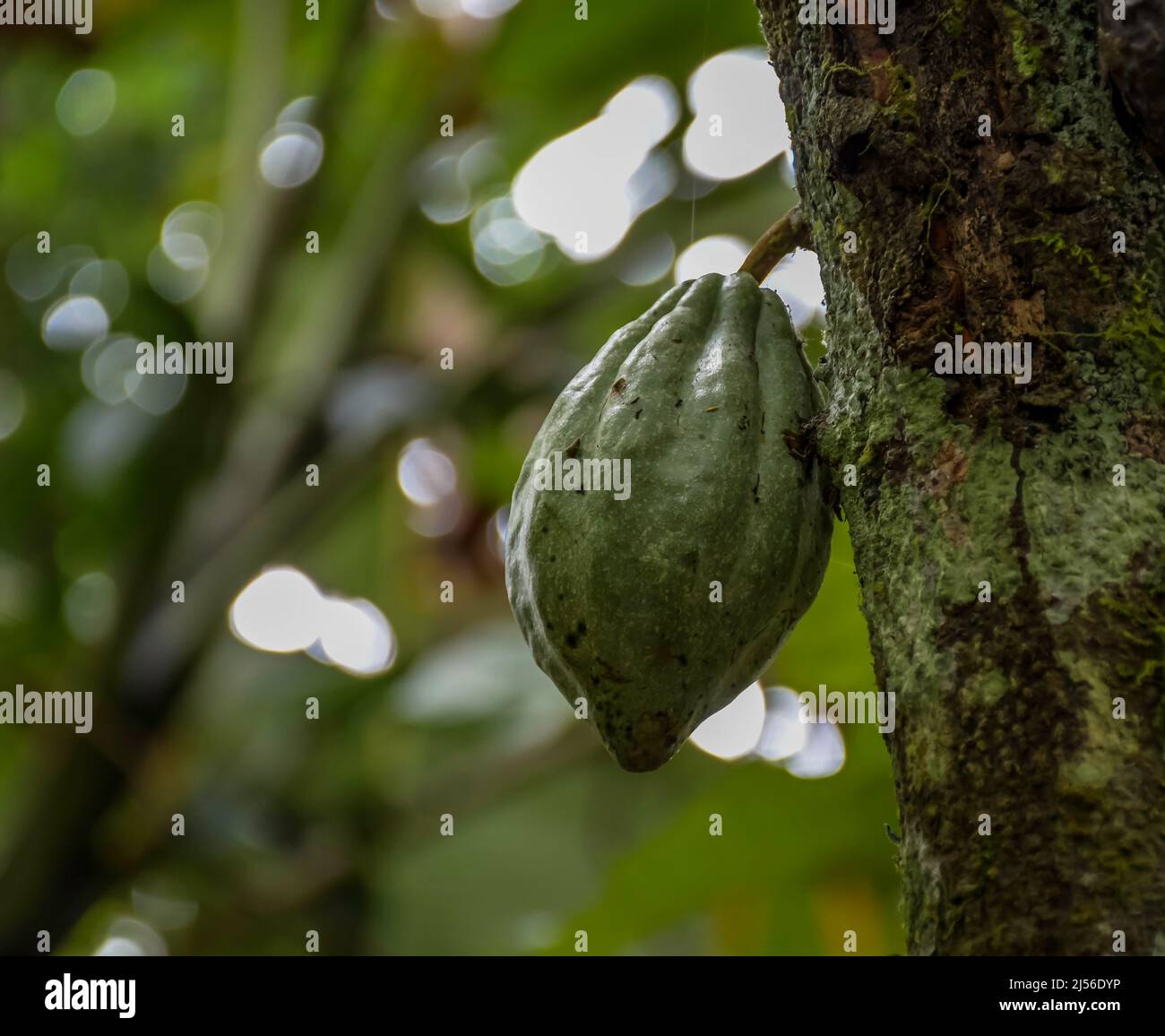 Cocoa fruit hanging from cacao plant or chocolate plant in Kerala India