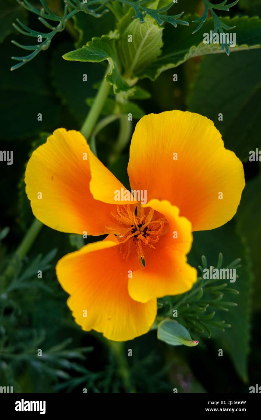 California orange poppy. Eschscholzia californica.The state flower of California Stock Photo