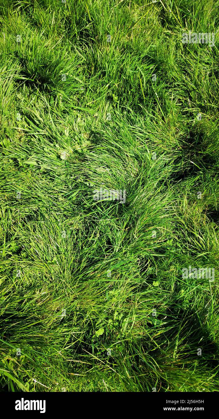 Fresh green grass background texture copy space  Stock Photo
