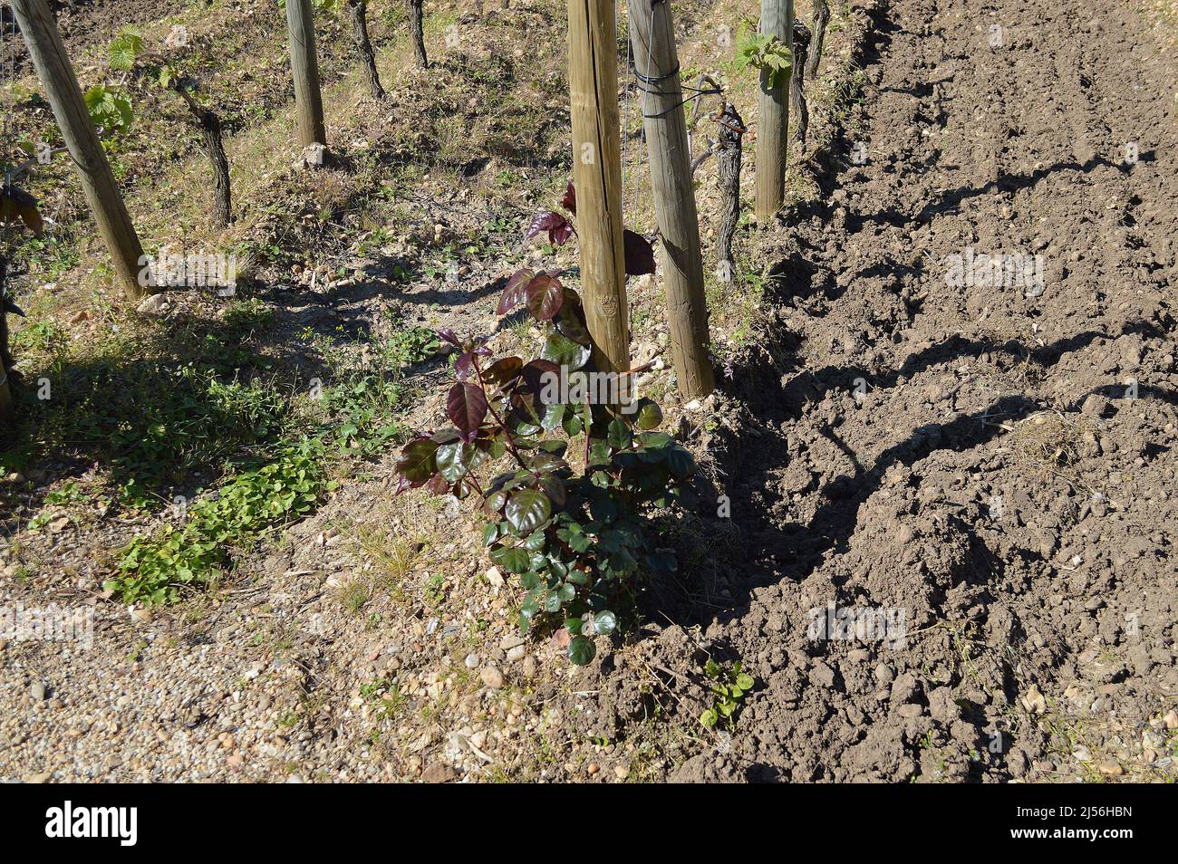 Rose seen growing in front of a row of vines, serving as an early warning system against pests and diseases. Stock Photo