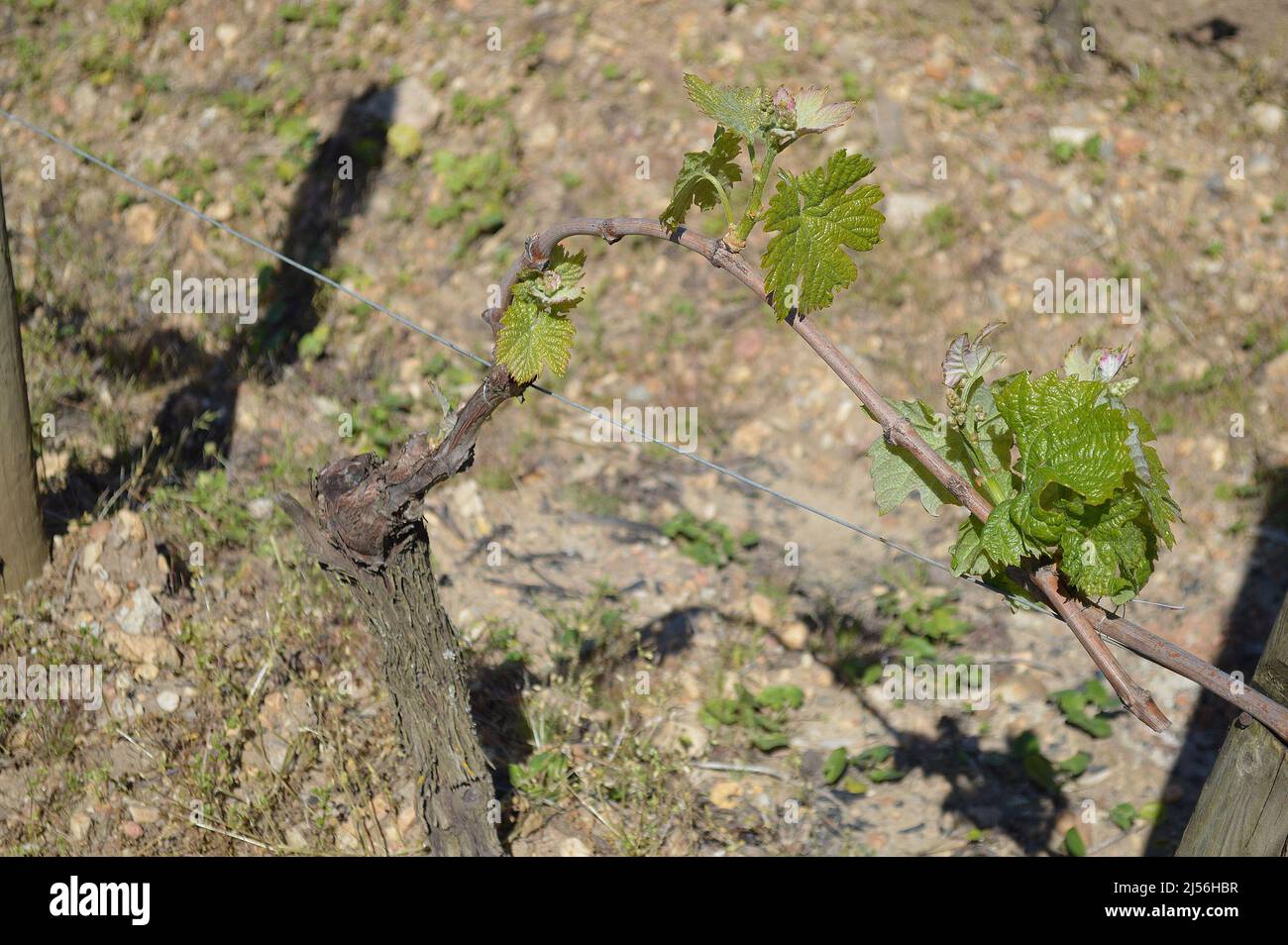 Guyot system vine pruning hires stock photography and images Alamy