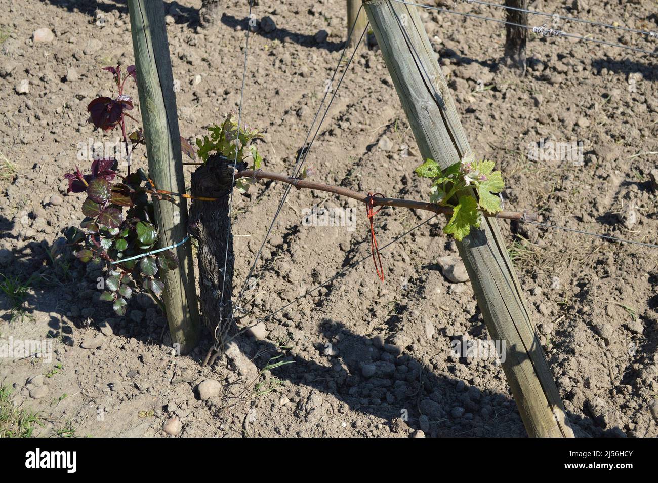 Close up of the single Guyot system of pruning and growing vines Stock