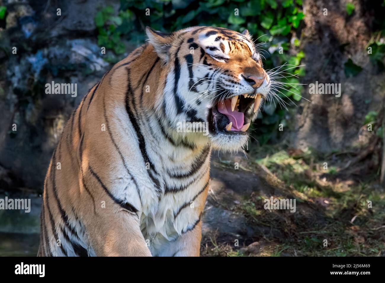 A snarling Tiger Stock Photo