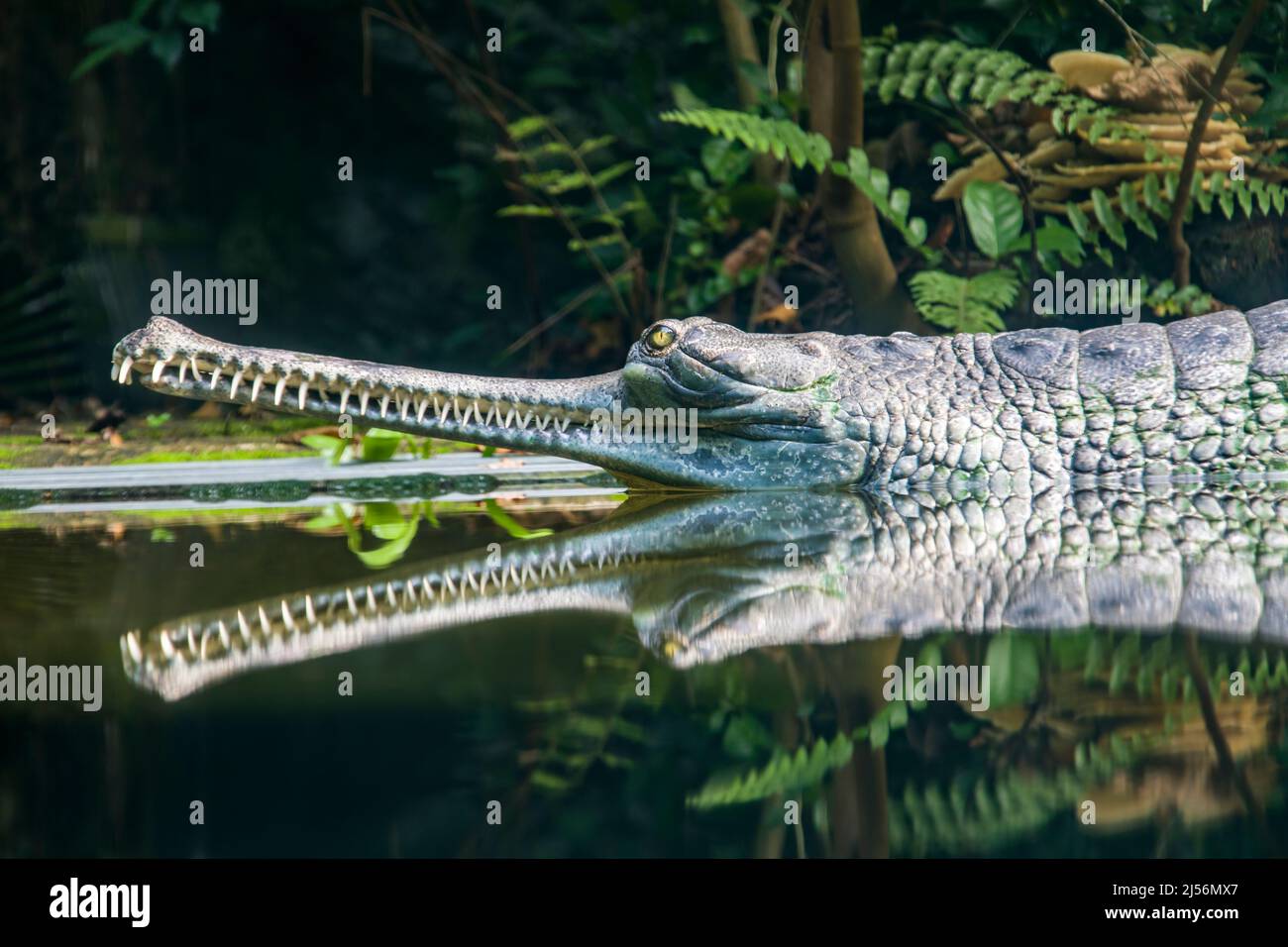 The gharial (Gavialis gangeticus) rests in the pond. It is a crocodilian in the family Gavialidae, native to sandy freshwater river banks Stock Photo