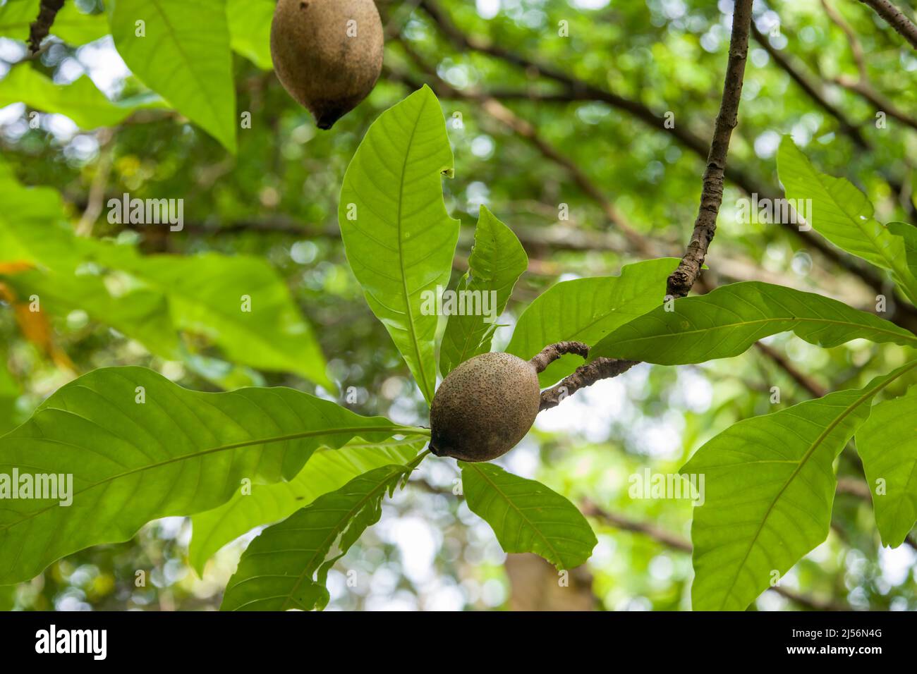 the fruit of Genipa americana, it is a species of trees in the family Rubiaceae. It is native to the tropical forests of North and South America, Stock Photo
