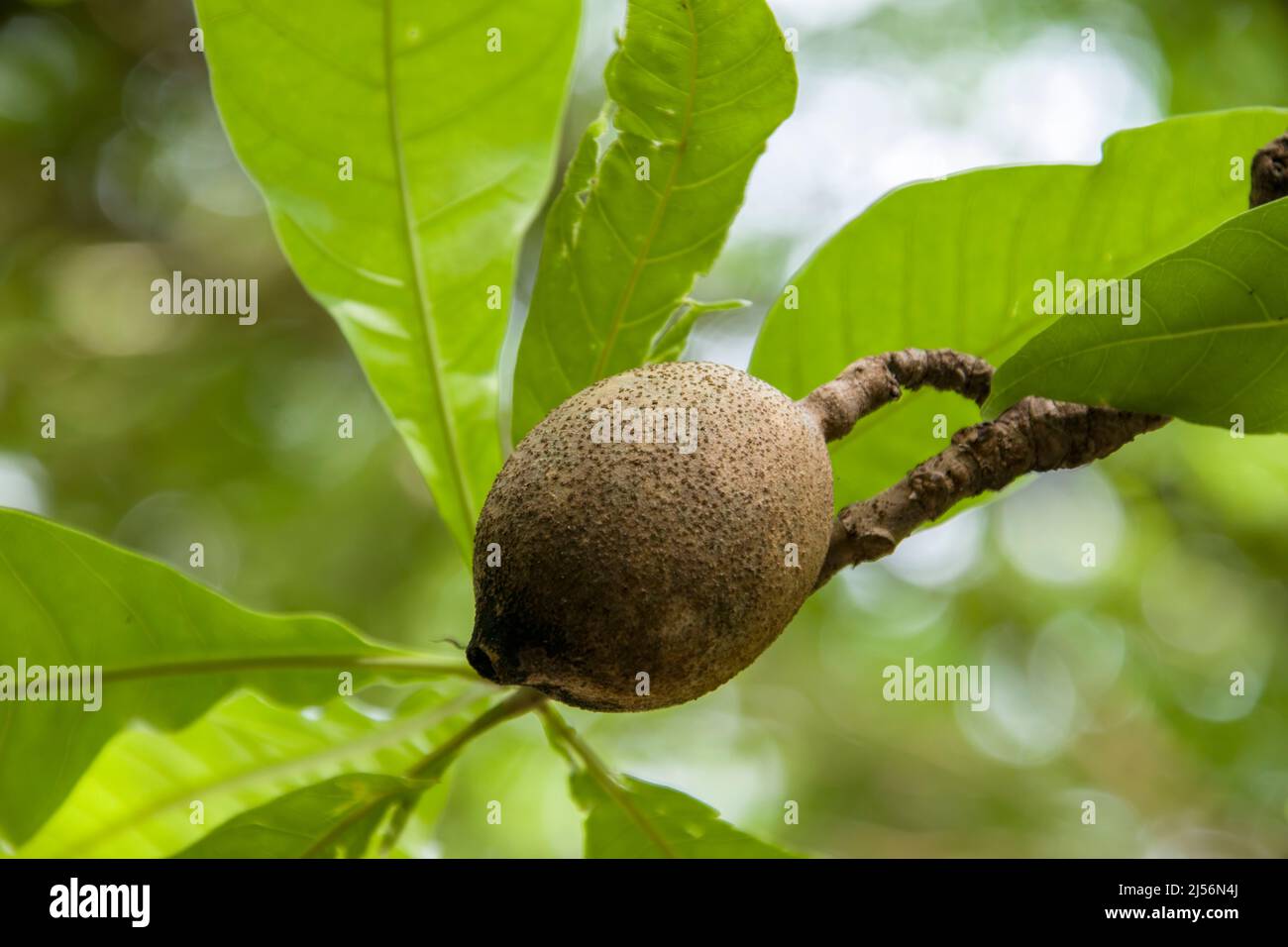 the fruit of Genipa americana, it is a species of trees in the family Rubiaceae. It is native to the tropical forests of North and South America, Stock Photo