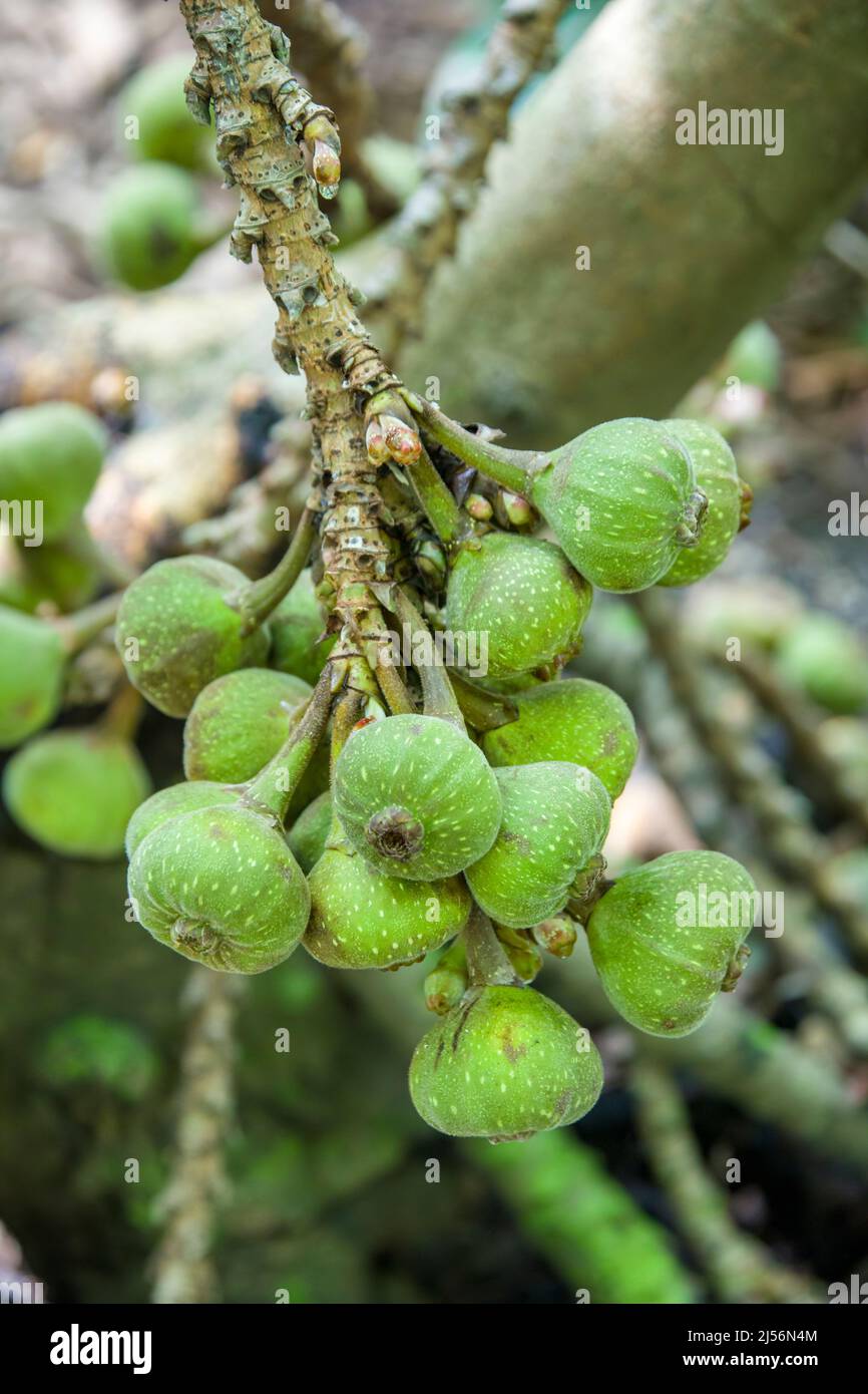 The fruit of Ficus auriculata (Roxburgh fig), is a type of fig tree, native to Asia,  noted for its big and round leaves. Stock Photo