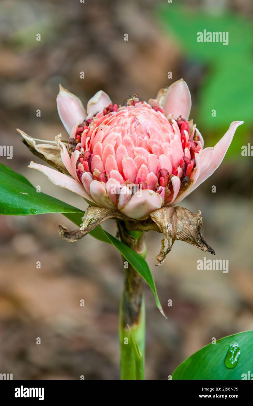 The closeup image of Etlingera elatior (also known as torch ginger, ginger flower, red ginger
