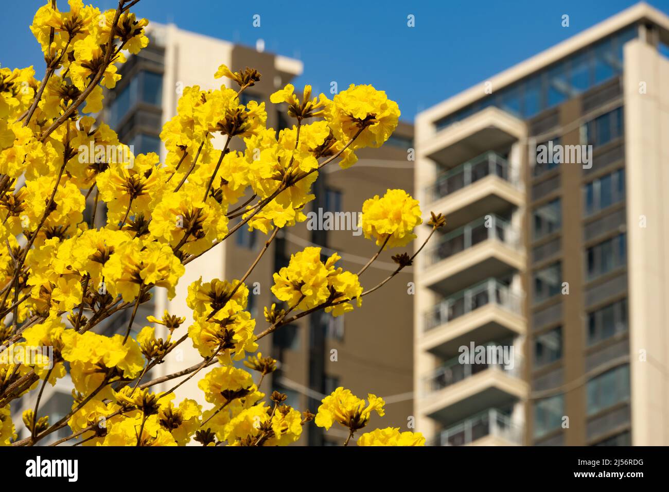 blooming Guayacan or Handroanthus chrysanthus or Golden Bell Tree  in front of a building Stock Photo