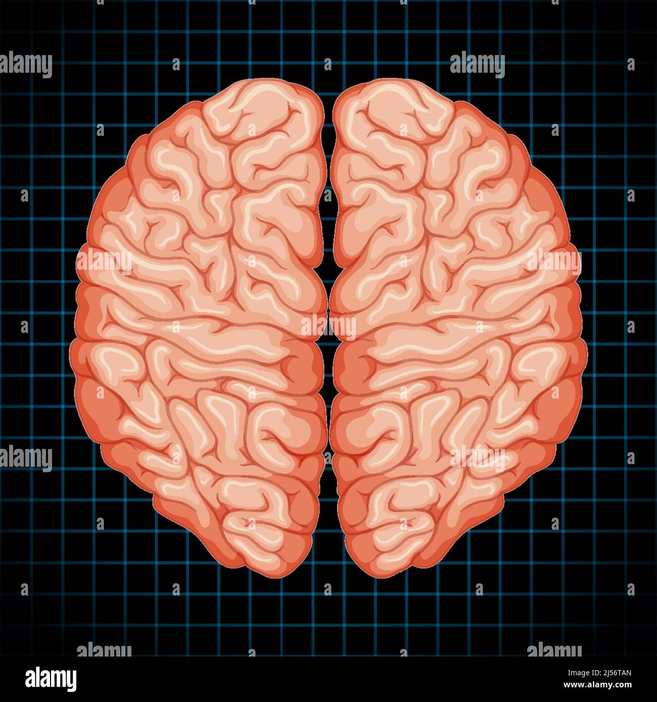 Human internal organ with brain illustration Stock Vector Image & Art ...