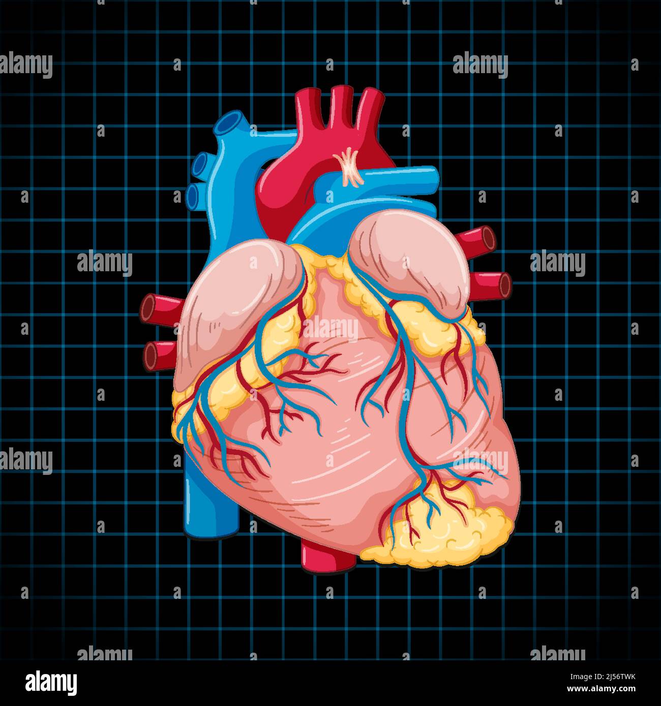 Human internal organ with heart illustration Stock Vector