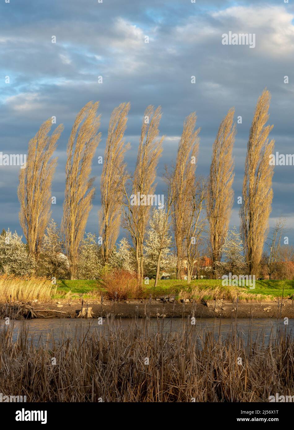 Poplar (Populus) trees growing on the river bank. Cottonwood trees in a